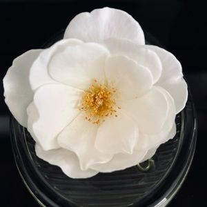 Meet your Posher, Maggie